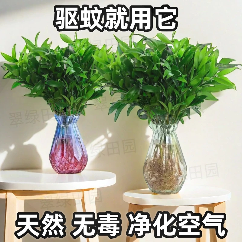 绿植室内夏季防蚊桌面水培植物大气花卉四季好养盆景驱蚊竹柏盆景