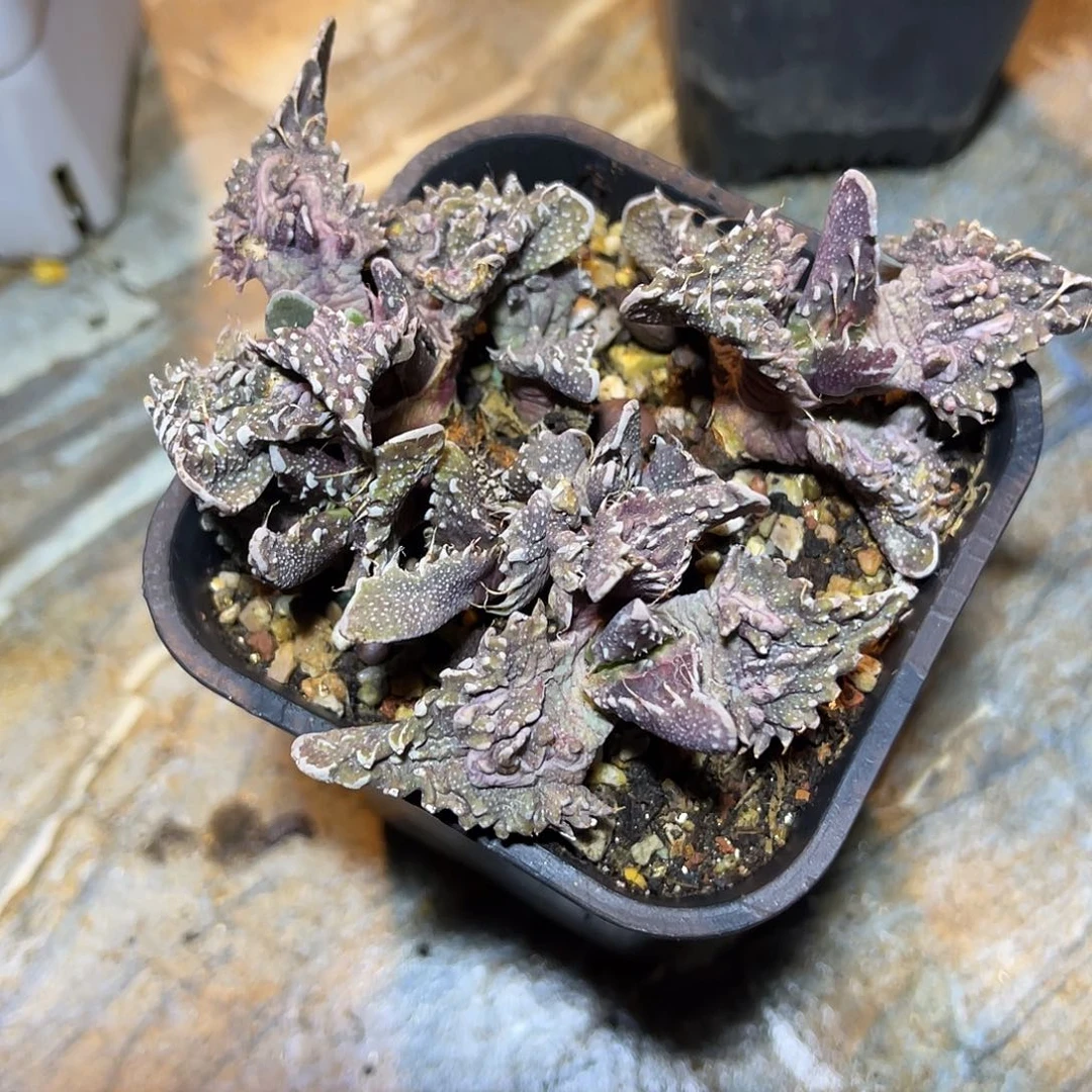 大尤紫皮怒涛一物一拍
