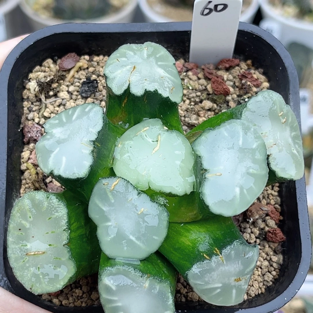 盐湖城万象福利专场