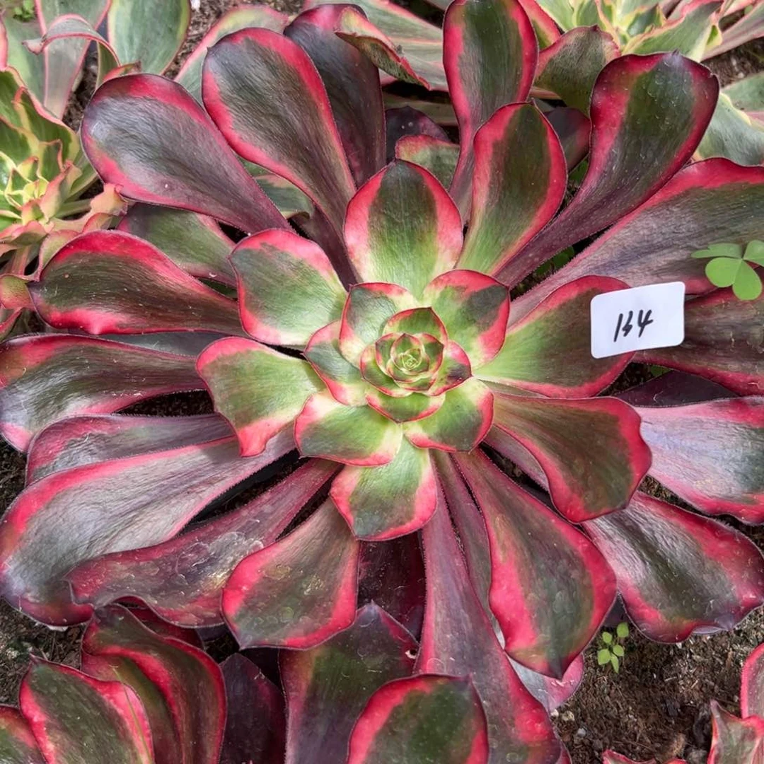 134无毒白多肉植物