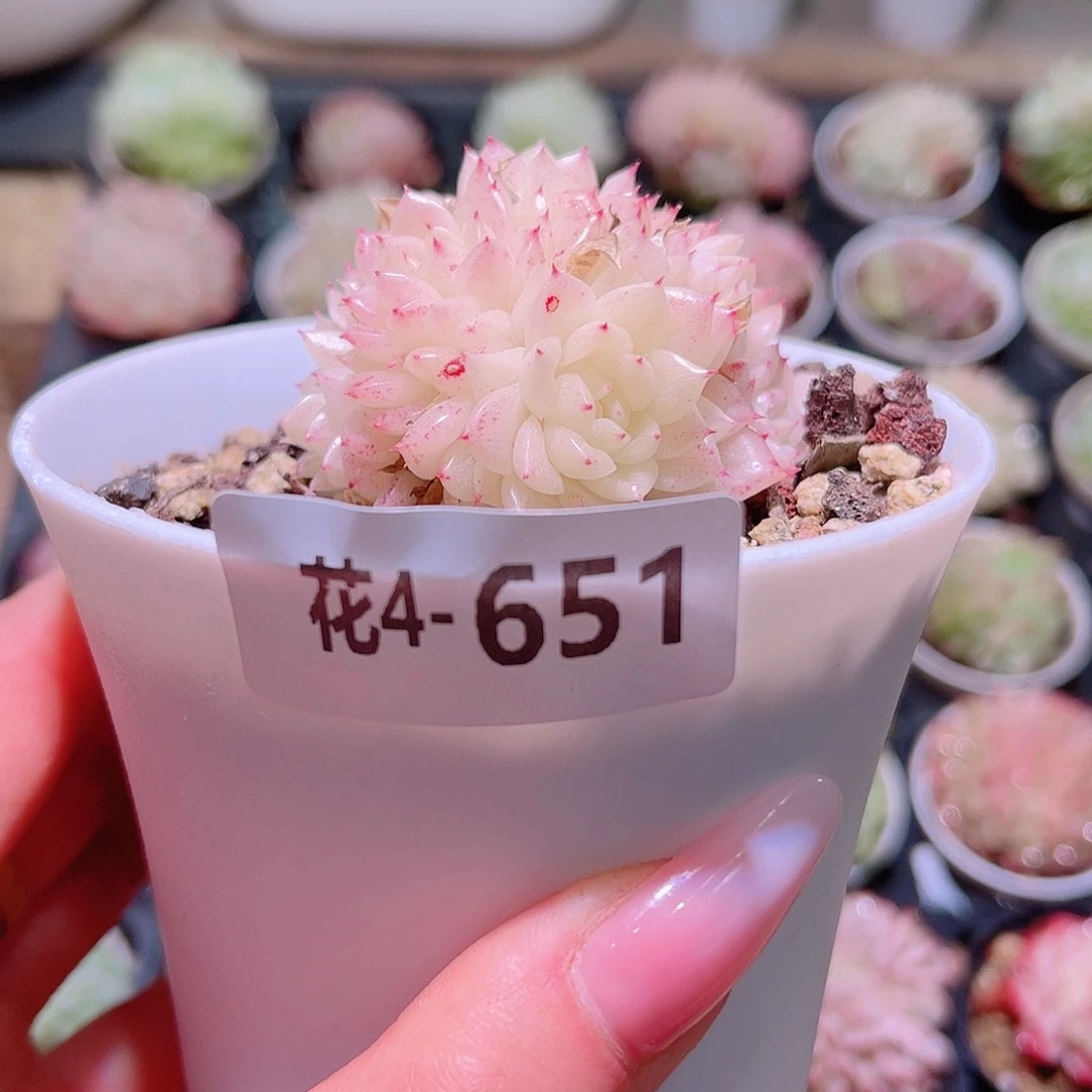 花利美4-651麦秆