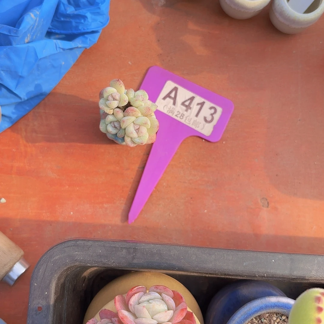 A413冰玉一物一拍