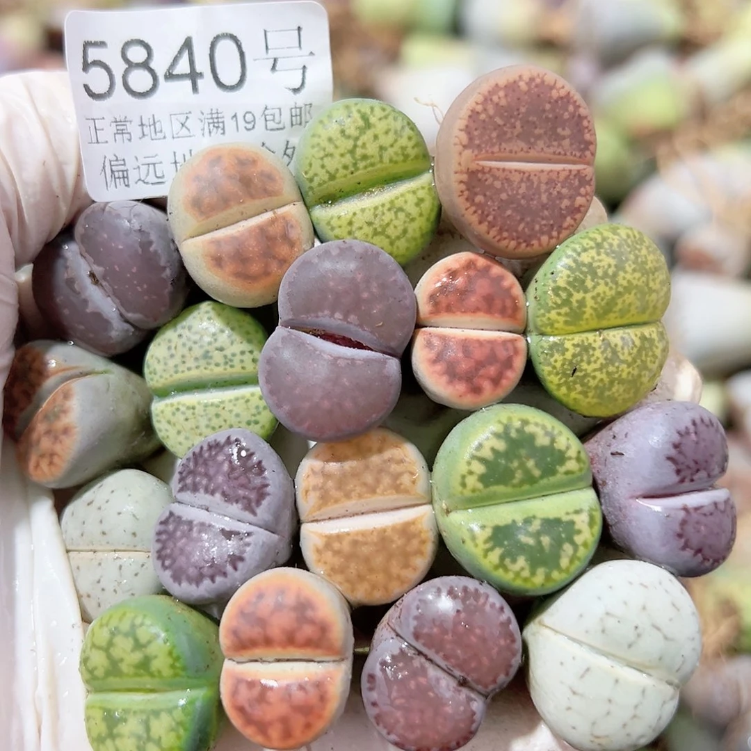 5840 好养易活生石花大母本18个