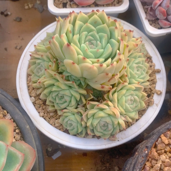 泉*多肉乐园精品麦秆