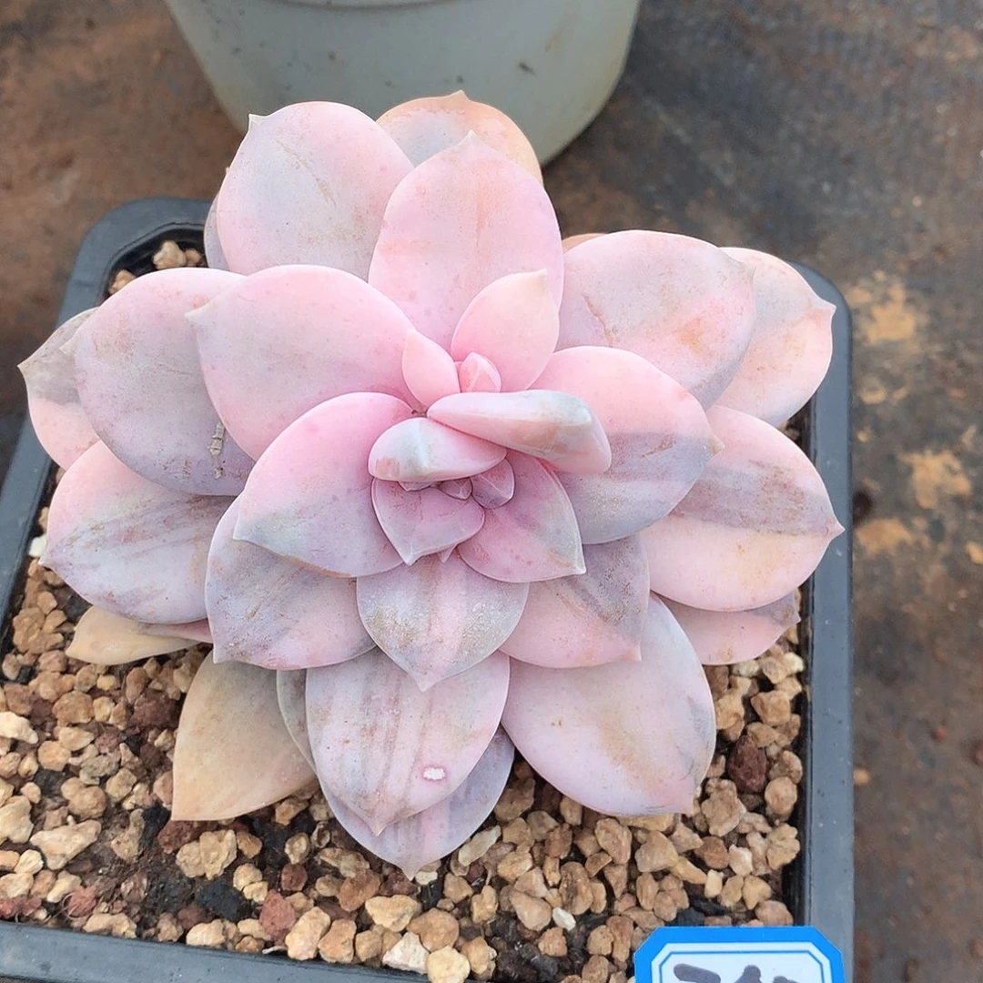 740风车锦一物一拍多肉