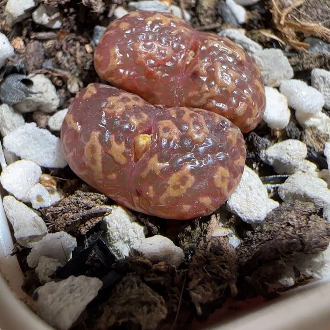 肉锥多肉植物组合-勋章1303