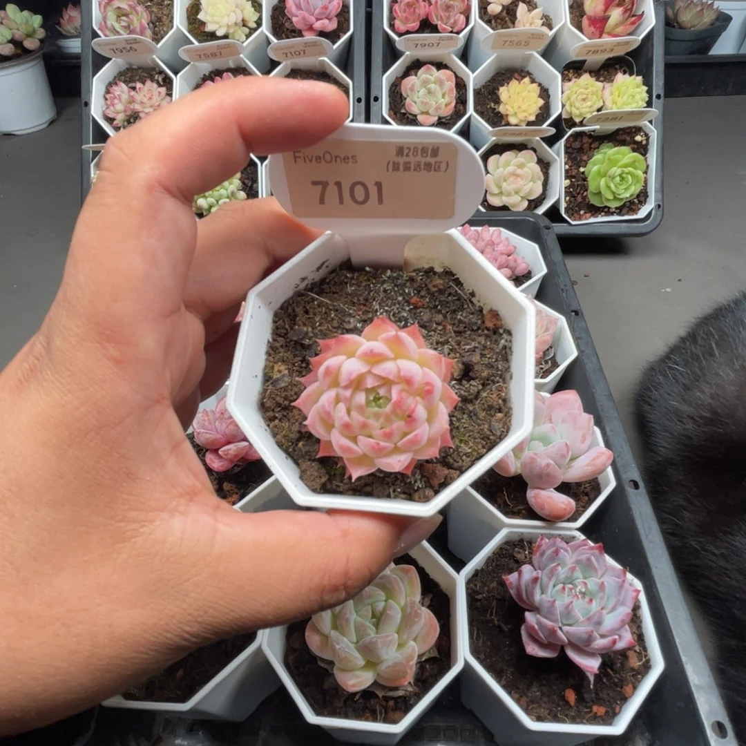 7101朱砂痣3.5厘米