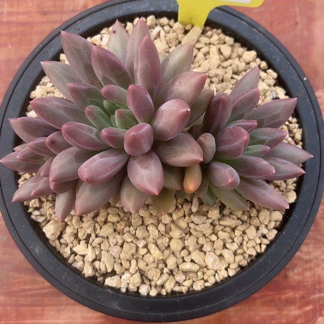 酷****r335虞姬美人三头