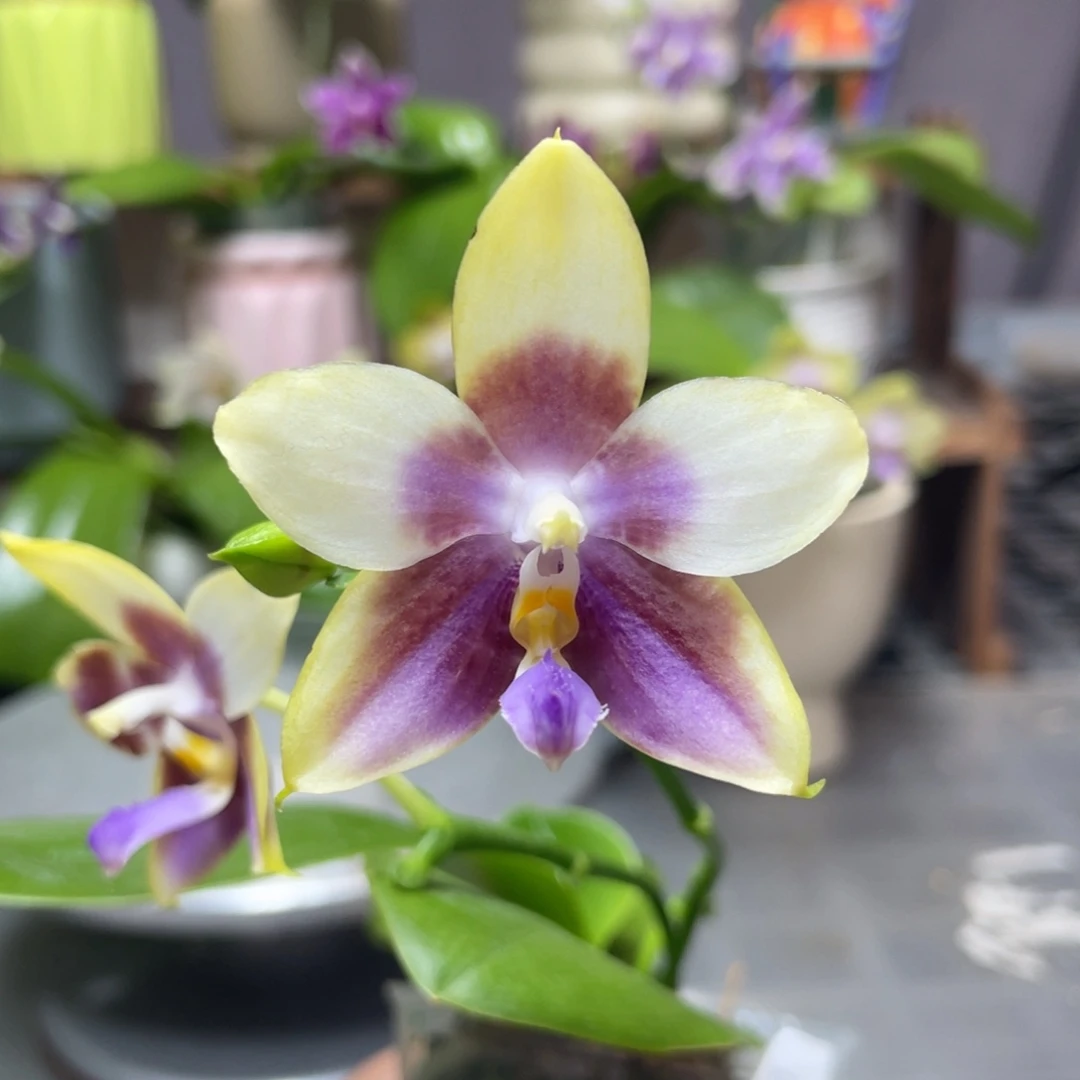 完全开放YC82，2.5杯开花株