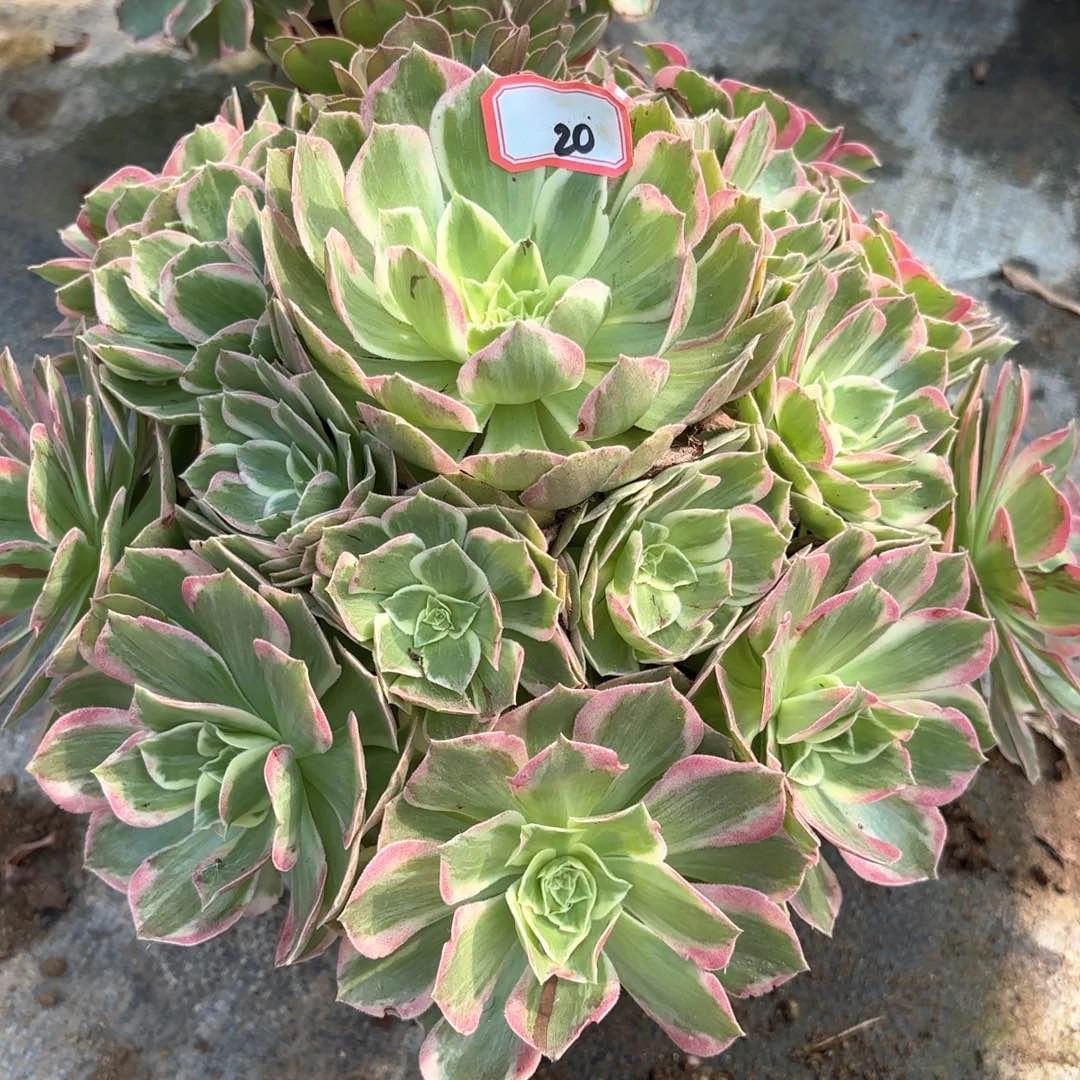 全部花朵20水蜜桃多肉植物
