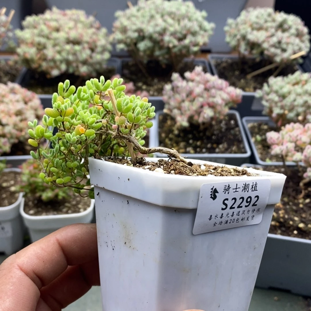 2292蜜橘糖球枝干番杏