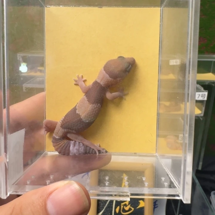 肥尾守宫焦糖开整！