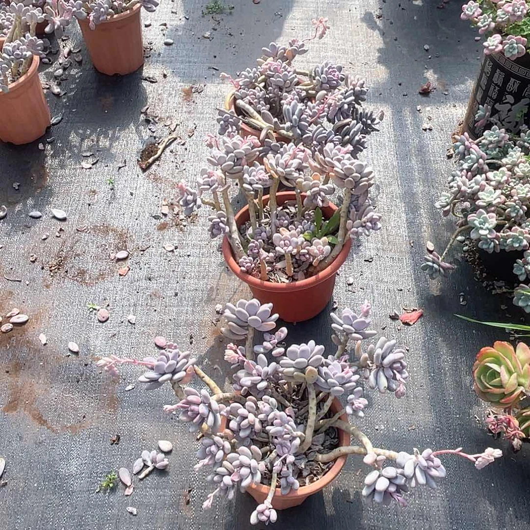 大桃美人28.8 量拍多肉