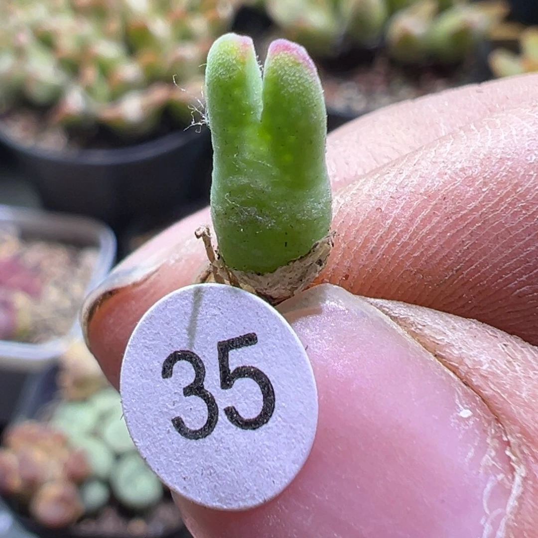 多肉植物111111111111111111