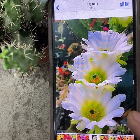 白美花角，368900479