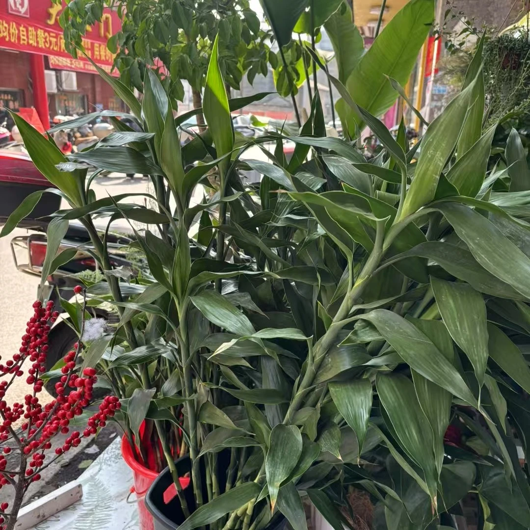 节节高升富贵竹6支