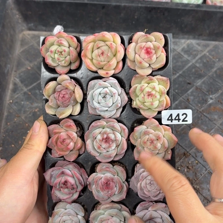 家***万精品多肉一物一拍442