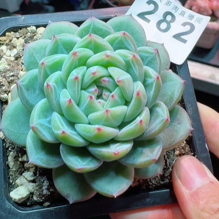 雪花珍妮         精控精养多肉植物