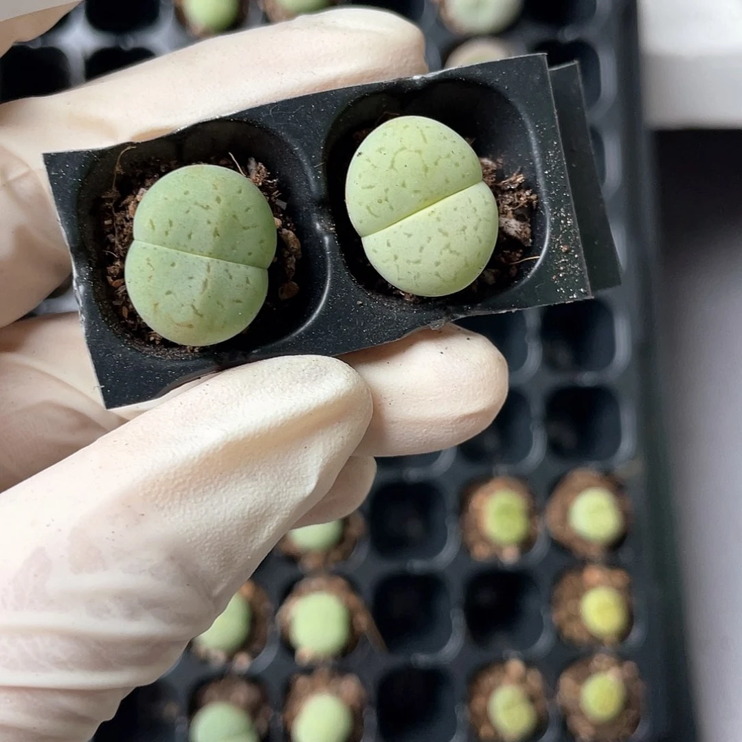 5972大棚清仓甩卖了