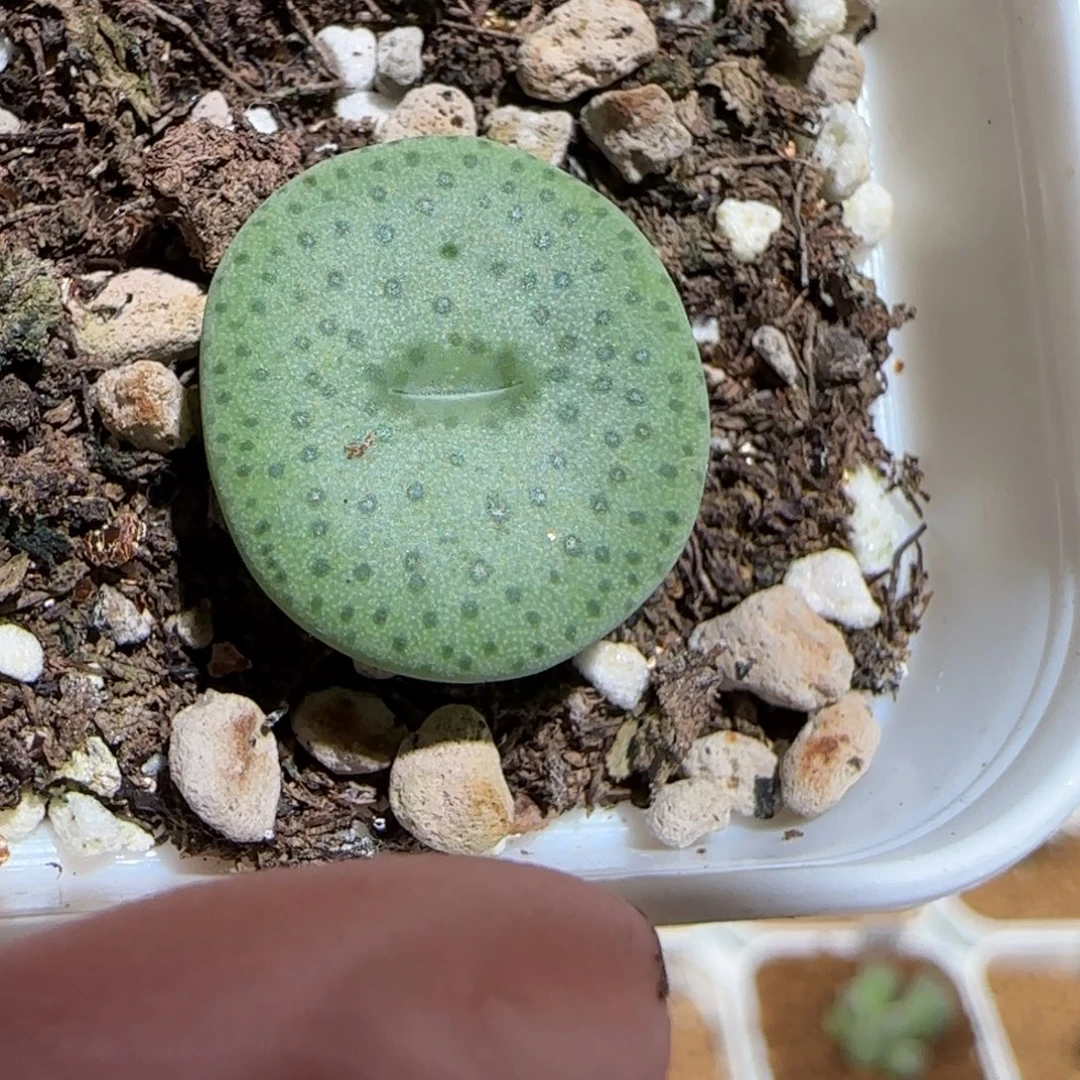 肉锥多肉植物组合-杂交粉大饼1181