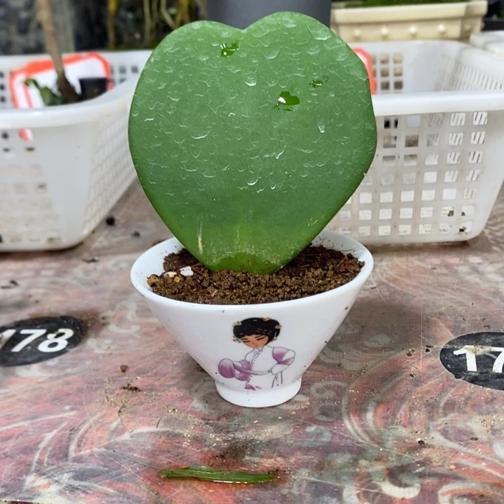淼***峰无花朵退款拉黑拉黑76