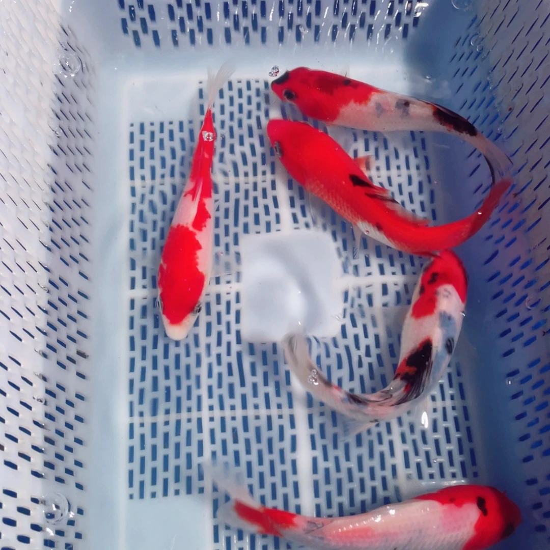 锦鲤锦鲤观赏鱼161718