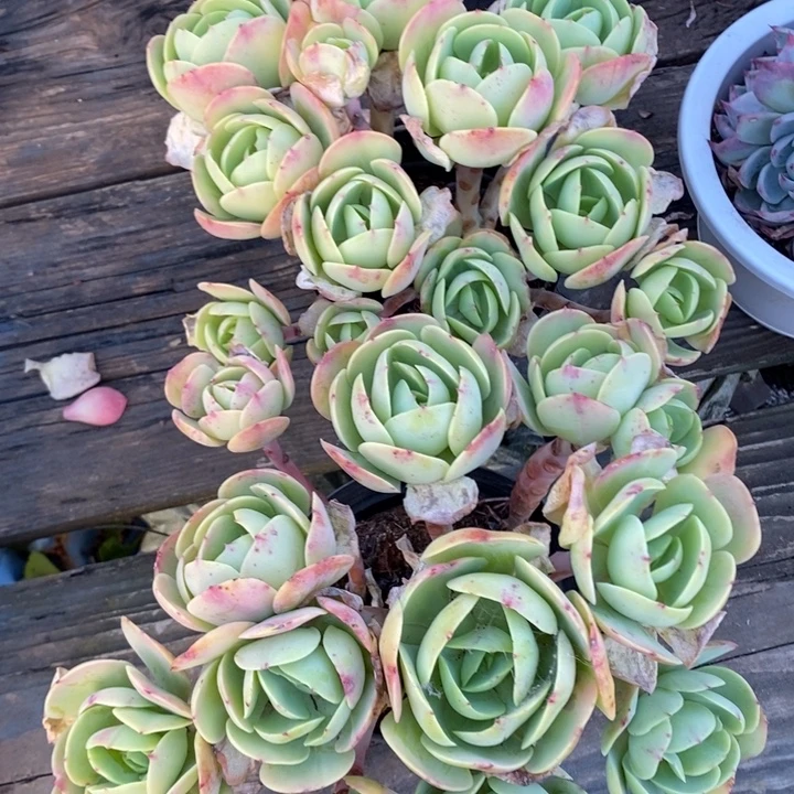 2颗控养包子朵朵鸡蛋碧桃有砍群