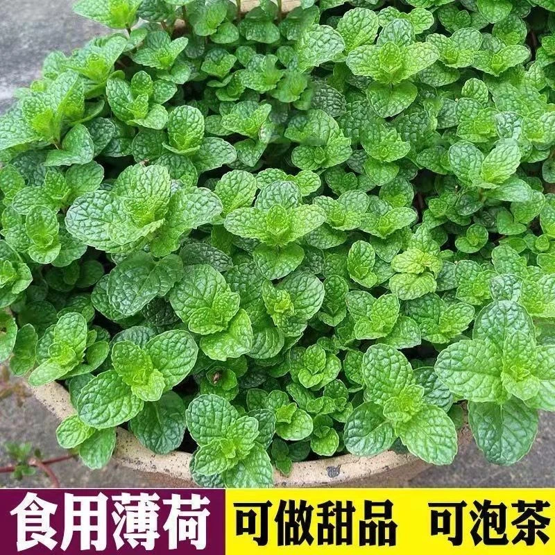 薄荷种子可食用驱蚊虫芳香四季种植室内室外庭院阳台盆栽薄荷种子