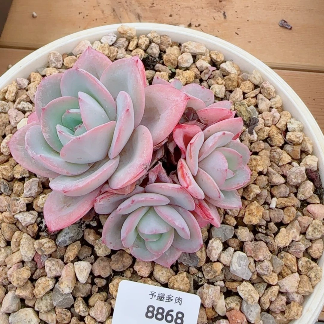 布鲁兰，8868多肉植物