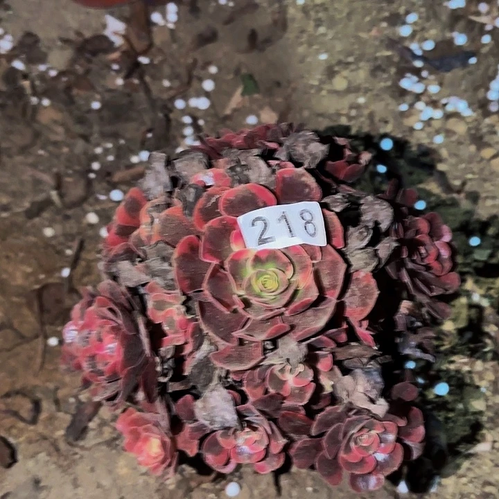 218爱神多肉植物不售后