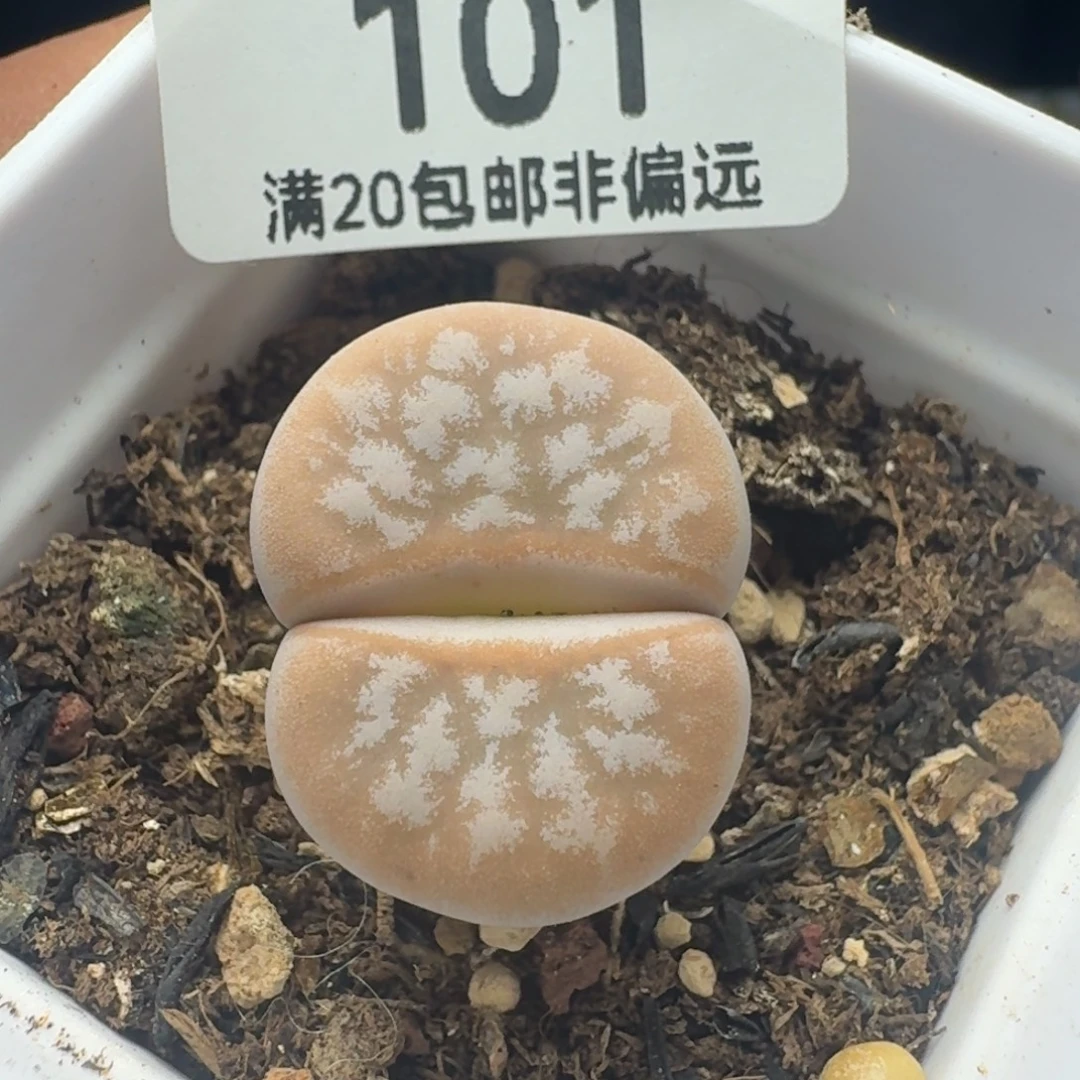 拿铁 带盆土。