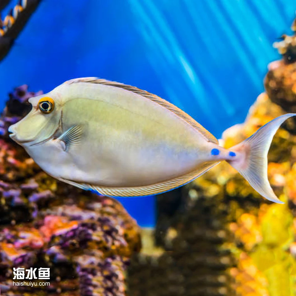 独角吊 海水观赏鱼