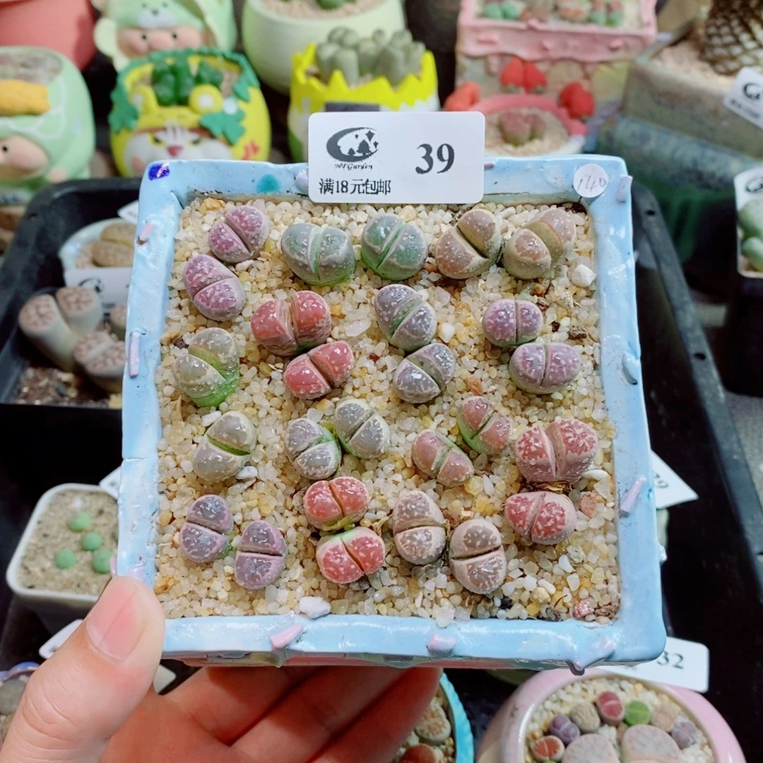 生石花花花花花花39
