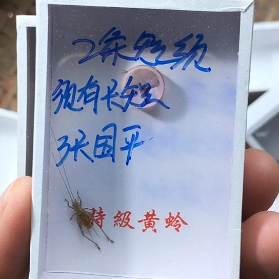 张***平蟋蟀3333333333333333