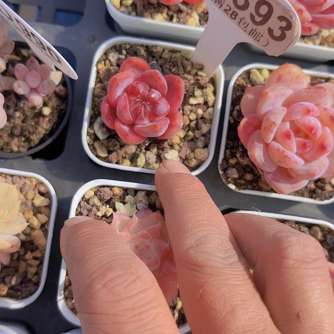 D393粉笔一物一拍