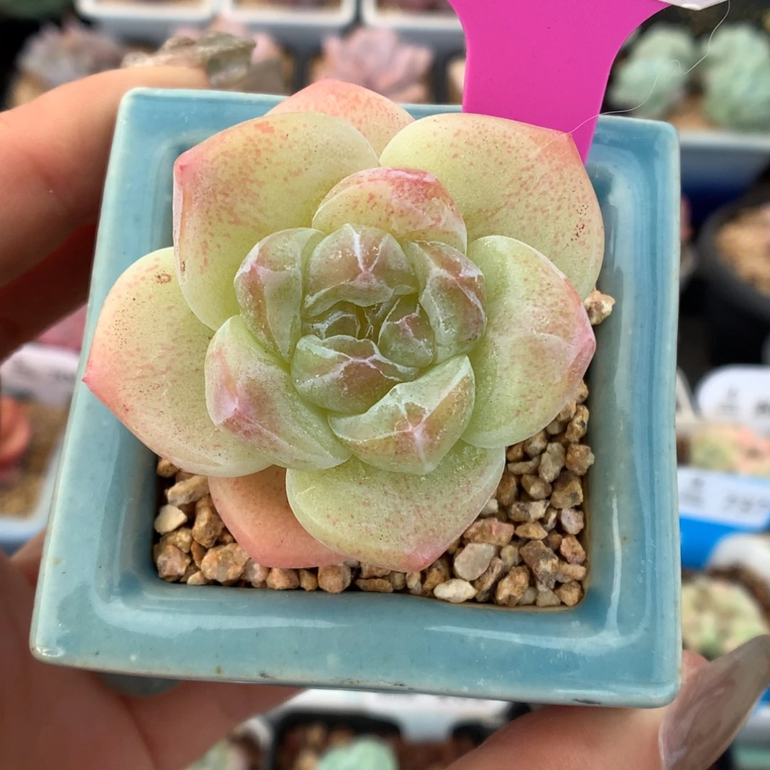 93冰玉石化多肉植物