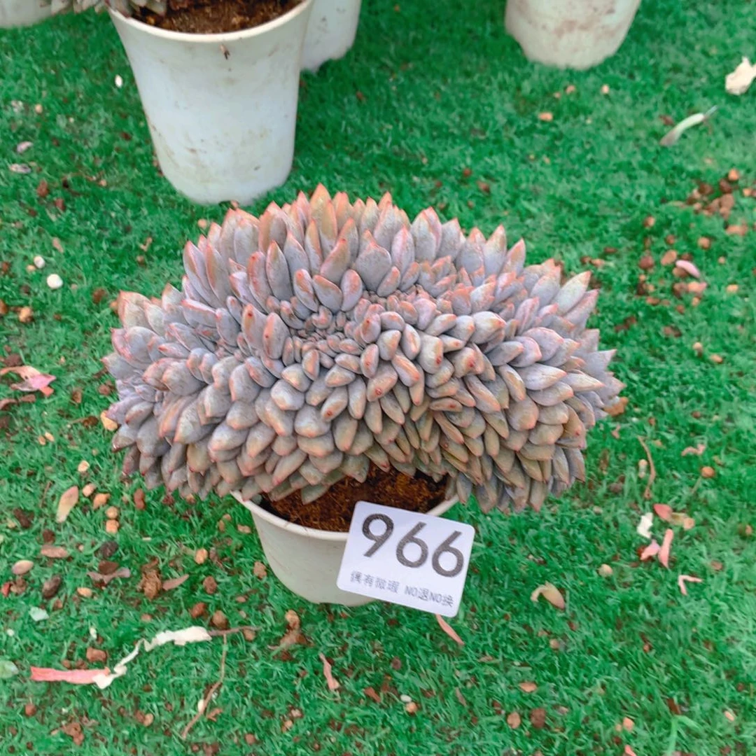 966橙子11111111111