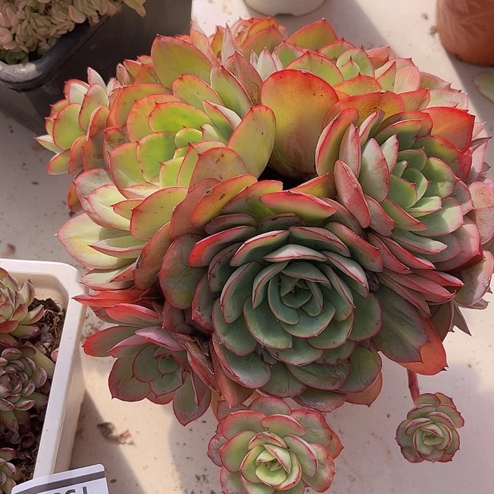 牡丹亭1540多肉植物