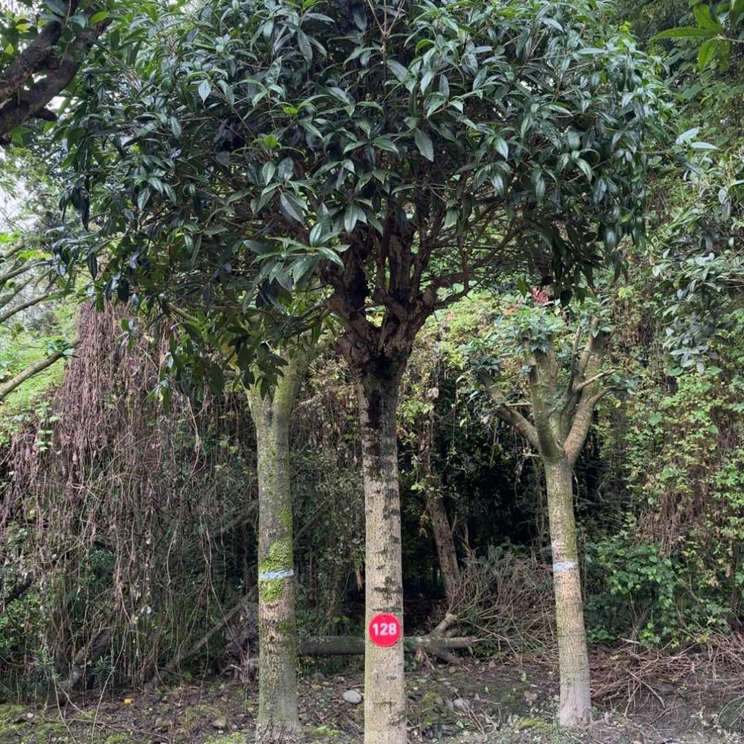 无花朵桂花总价1480 定金480