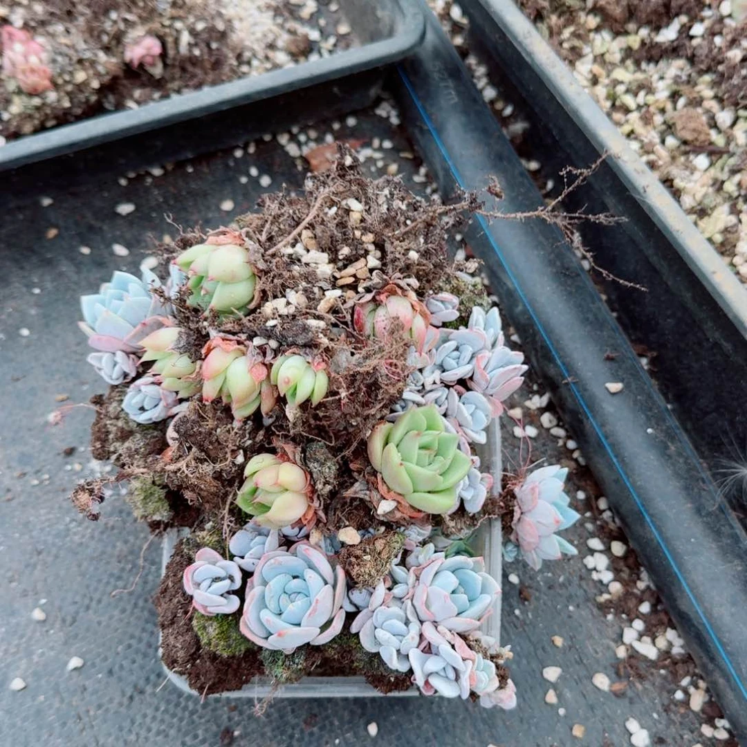 4-1多肉杂交切糕混量拍（麦秆糖心珍妮海胆）