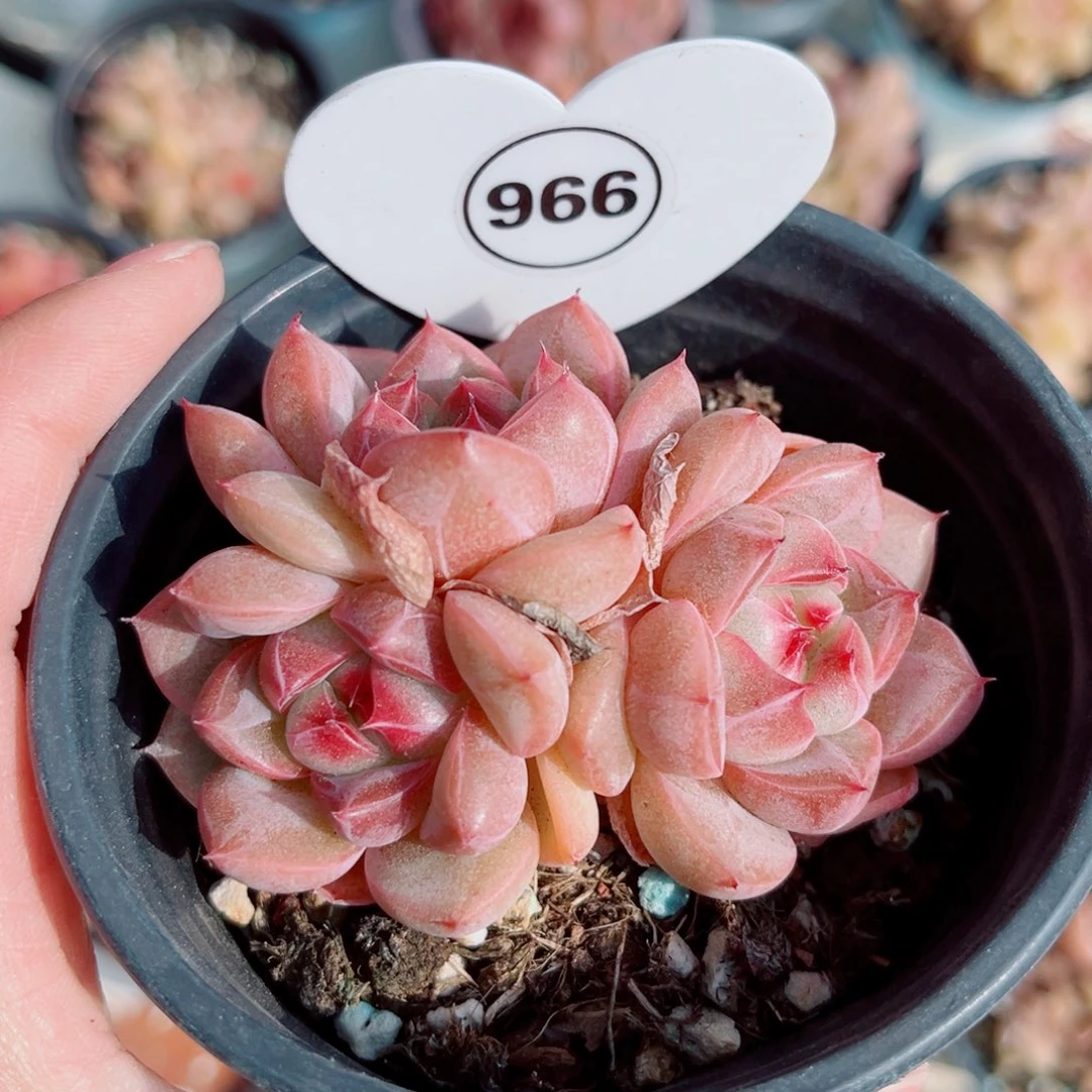 966号小老桩珍妮群