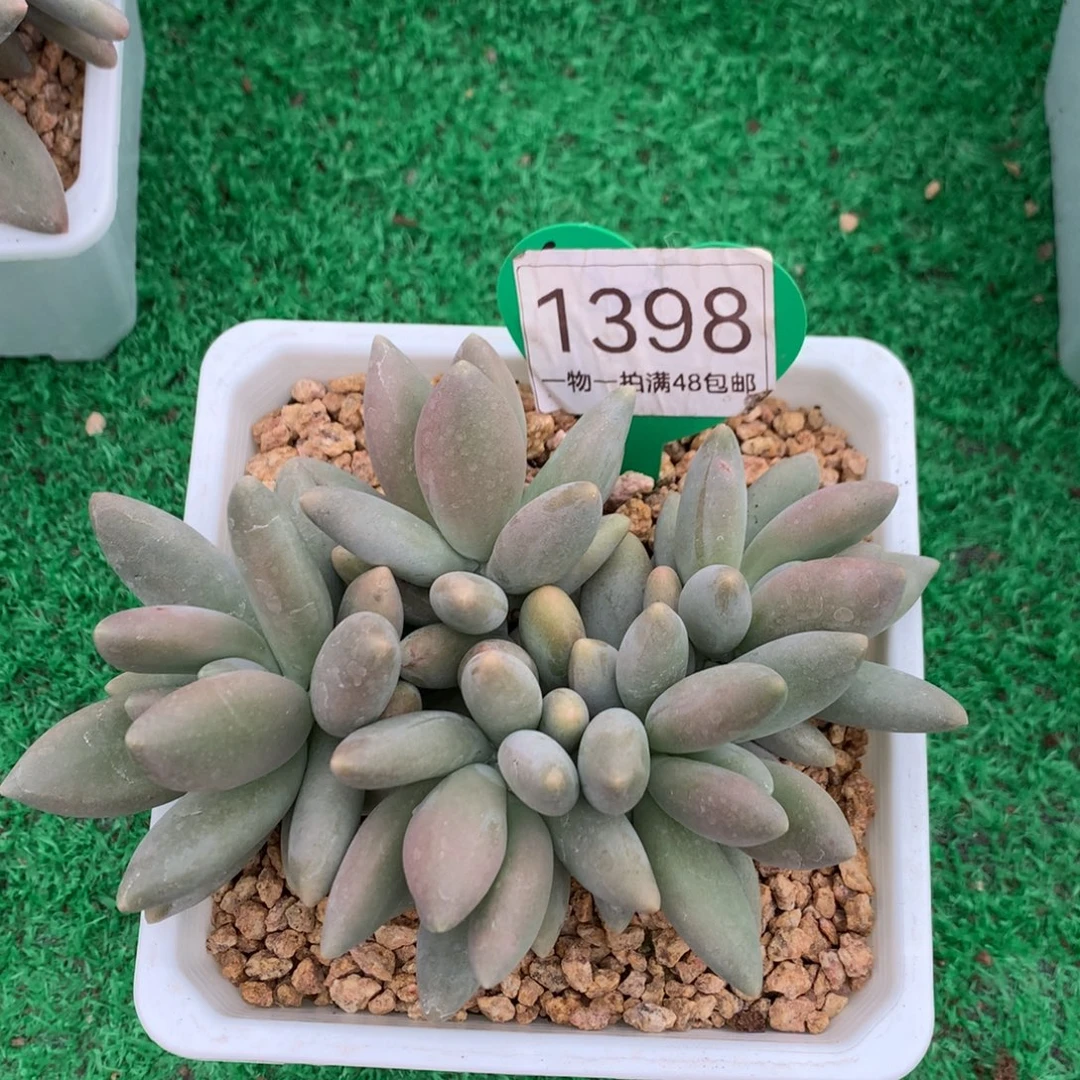 白兰地无砍平头1398
