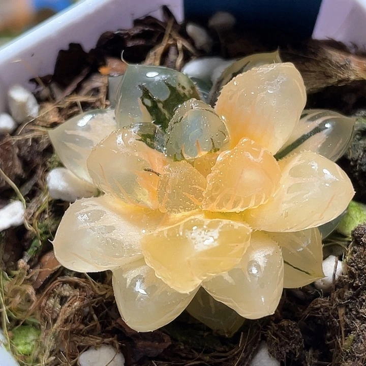 608水中月一物一拍
