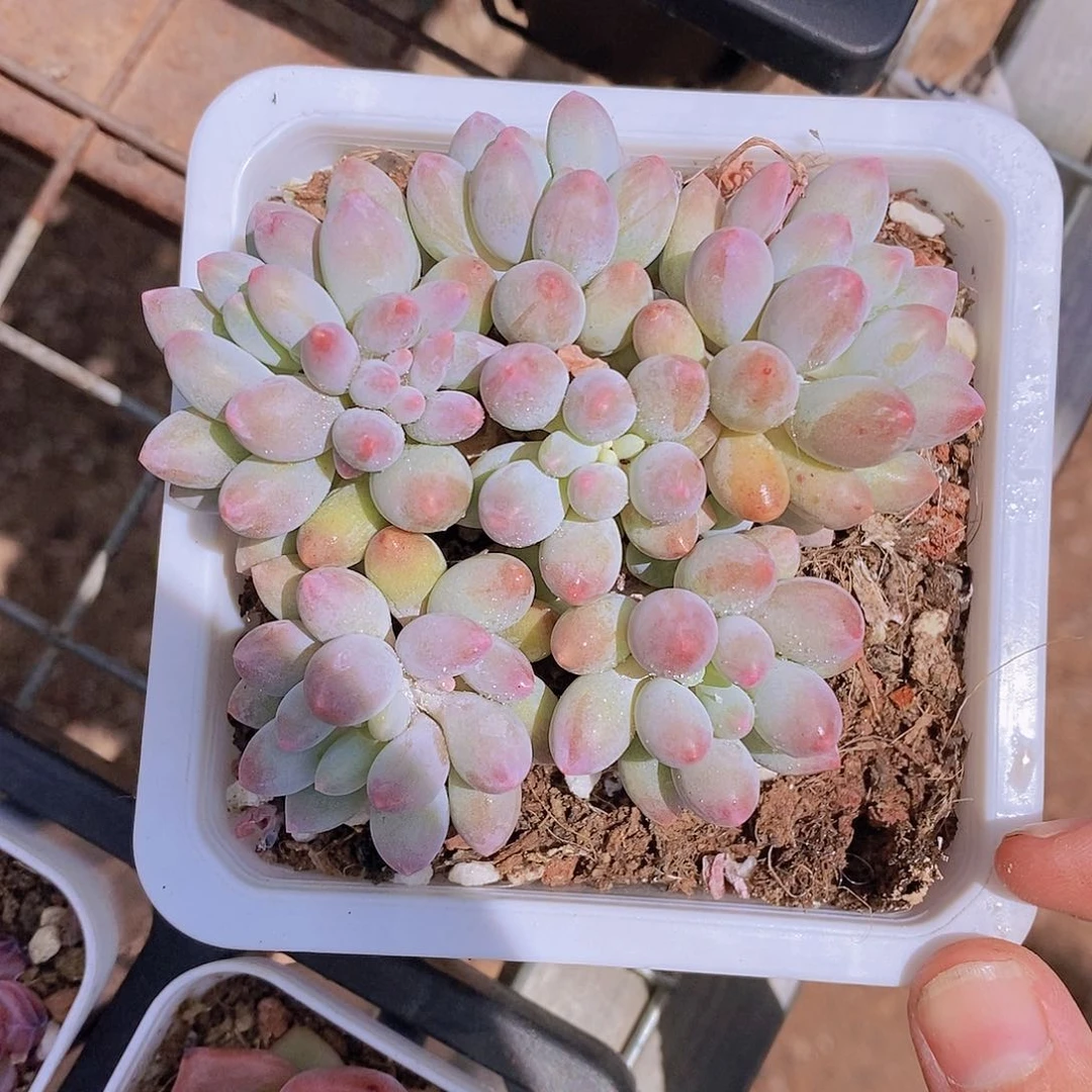 W- 大白方 婴儿手指群福利一颗 量拍