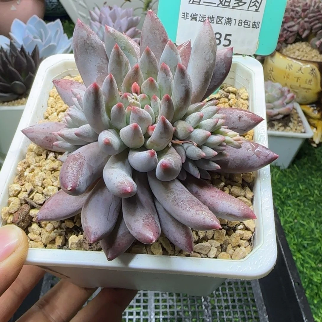 唐二姐多肉编号185