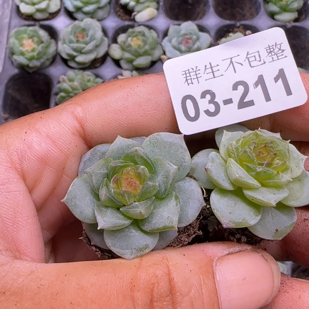 霂***4小卡拉米糖心一物一拍3-211
