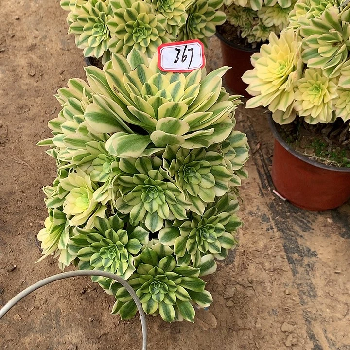 蒸**上金丝多肉植物367