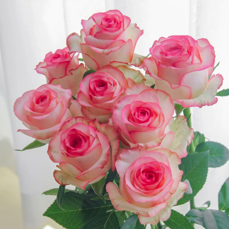 【艾莎】单头玫瑰新鲜鲜花花束云南鲜花基地直发适合客厅装饰