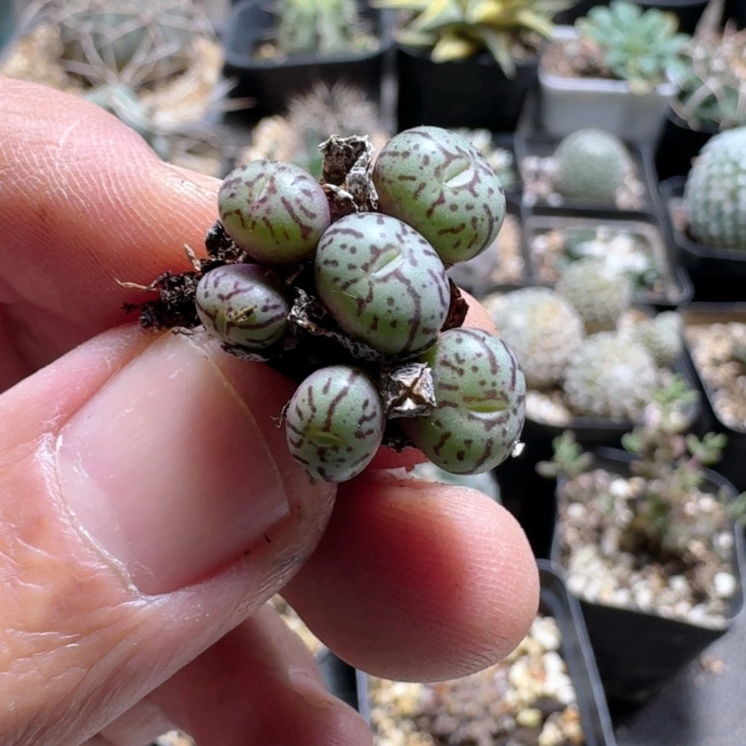 680墨小锥脱土发货