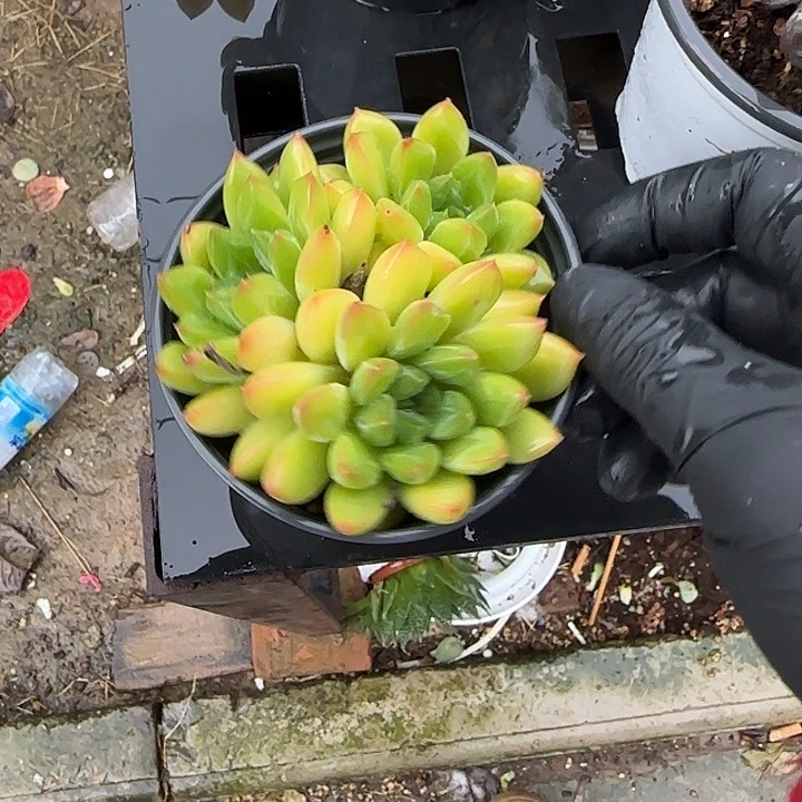 青蛙王子儿童牙膏套装11